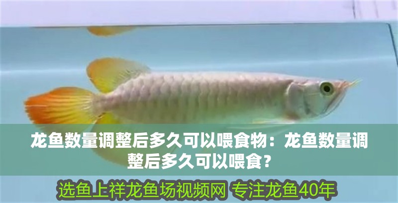 龍魚數(shù)量調(diào)整后多久可以喂食物：龍魚數(shù)量調(diào)整后多久可以喂食？