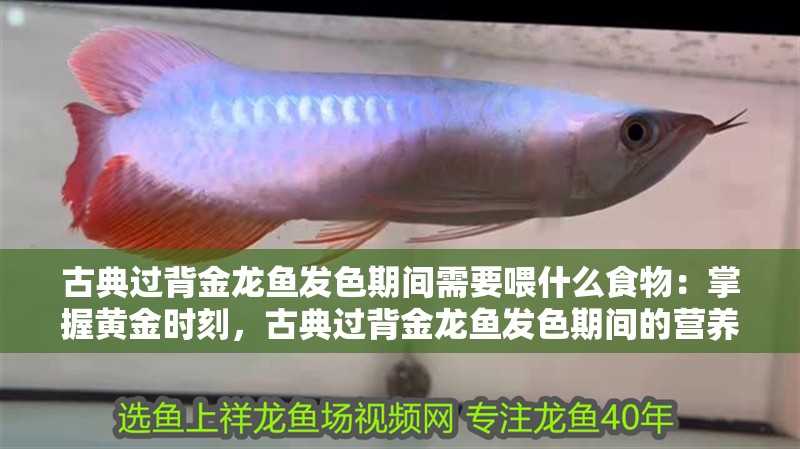 古典過背金龍魚發色期間需要喂什么食物：掌握黃金時刻，古典過背金龍魚發色期間的營養需求