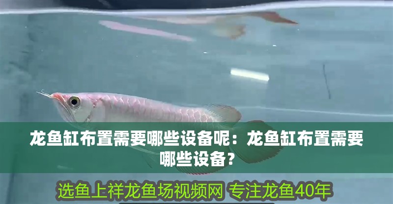 龍魚缸布置需要哪些設備呢：龍魚缸布置需要哪些設備？