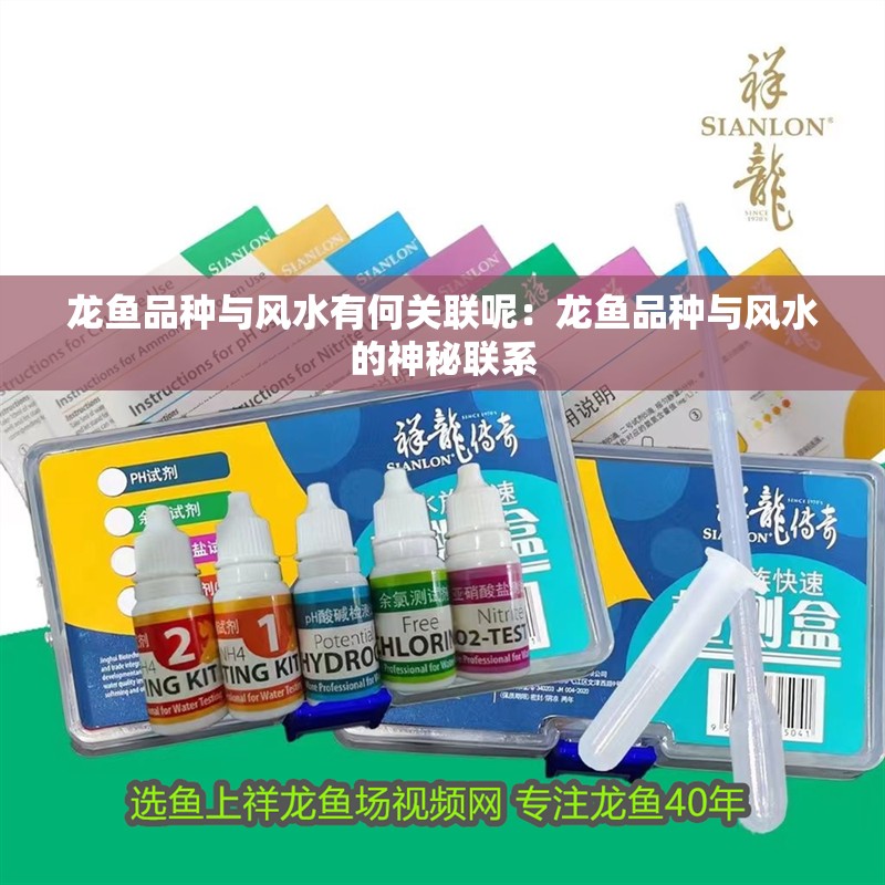 龍魚品種與風水有何關聯呢：龍魚品種與風水的神秘聯系
