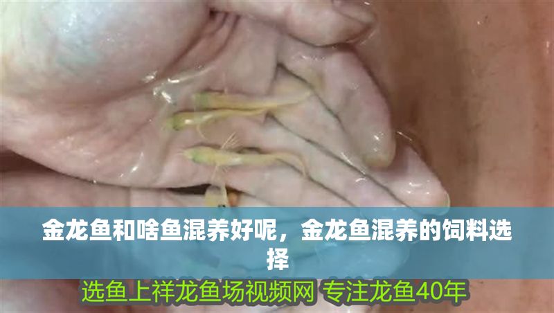 金龍魚和啥魚混養好呢，金龍魚混養的飼料選擇