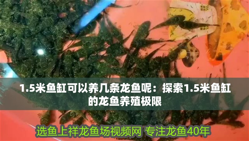 1.5米魚缸可以養幾條龍魚呢：探索1.5米魚缸的龍魚養殖極限