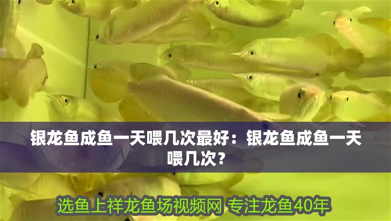 銀龍魚(yú)成魚(yú)一天喂幾次最好：銀龍魚(yú)成魚(yú)一天喂幾次？