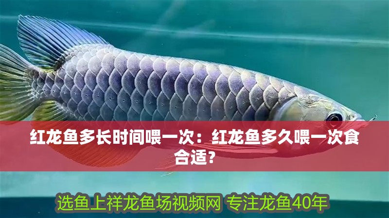 紅龍魚多長時間喂一次：紅龍魚多久喂一次食合適？