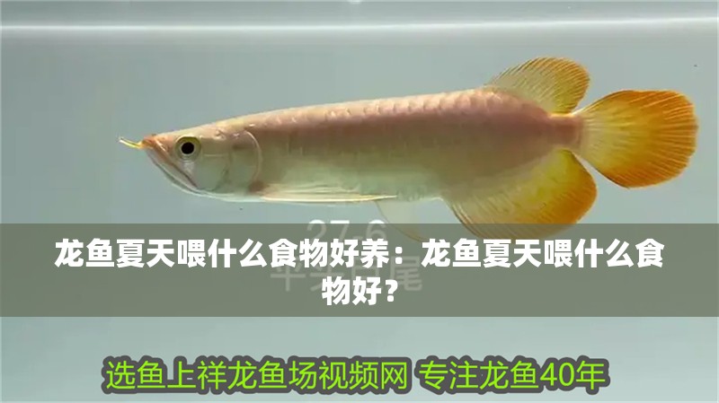龍魚夏天喂什么食物好養：龍魚夏天喂什么食物好？