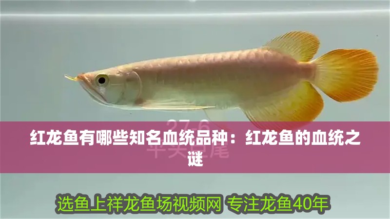 紅龍魚有哪些知名血統品種：紅龍魚的血統之謎