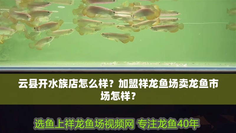 云縣開水族店怎么樣？加盟祥龍魚場賣龍魚市場怎樣？