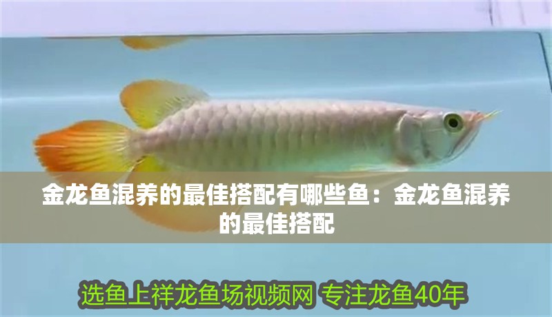 金龍魚混養(yǎng)的最佳搭配有哪些魚：金龍魚混養(yǎng)的最佳搭配