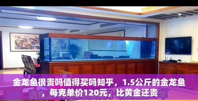 金龍魚很貴嗎值得買嗎知乎，1.5公斤的金龍魚，每克單價120元，比黃金還貴