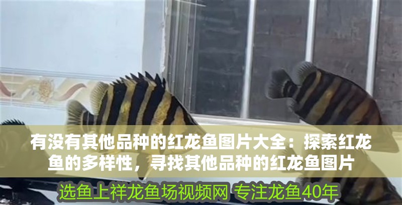 有沒(méi)有其他品種的紅龍魚(yú)圖片大全：探索紅龍魚(yú)的多樣性，尋找其他品種的紅龍魚(yú)圖片