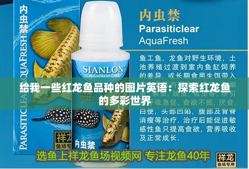 給我一些紅龍魚品種的圖片英語：探索紅龍魚的多彩世界