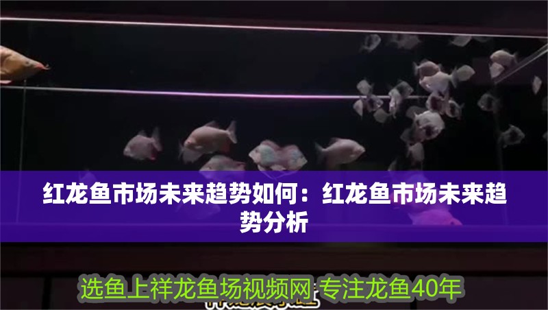 紅龍魚市場未來趨勢如何：紅龍魚市場未來趨勢分析