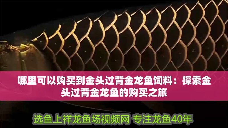 哪里可以購買到金頭過背金龍魚飼料：探索金頭過背金龍魚的購買之旅