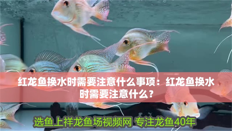 紅龍魚換水時需要注意什么事項：紅龍魚換水時需要注意什么？
