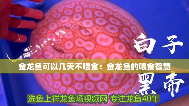 金龍魚可以幾天不喂食：金龍魚的喂食智慧