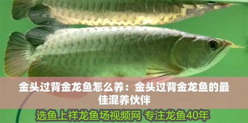 金頭過背金龍魚怎么養(yǎng)：金頭過背金龍魚的最佳混養(yǎng)伙伴
