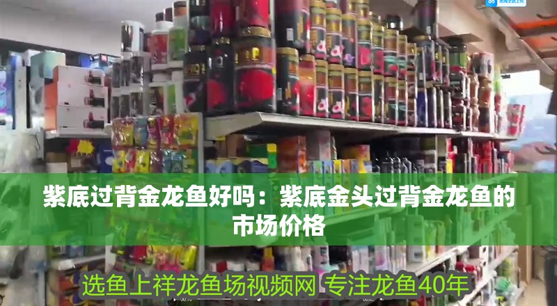 紫底過背金龍魚好嗎：紫底金頭過背金龍魚的市場價格