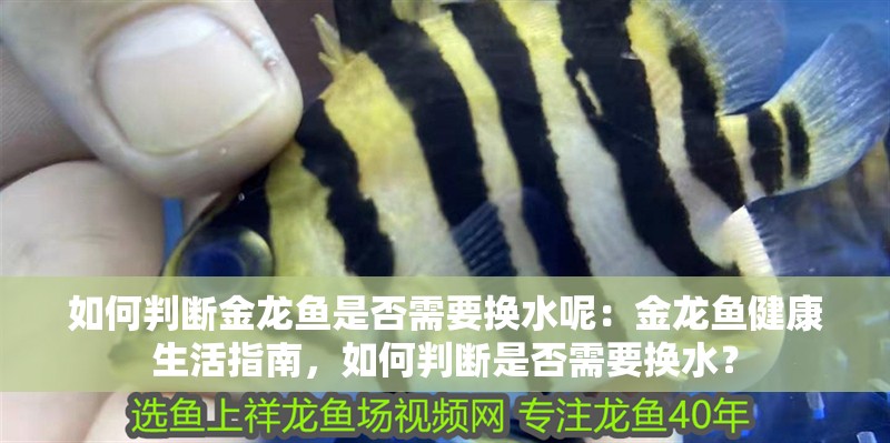如何判斷金龍魚是否需要換水呢：金龍魚健康生活指南，如何判斷是否需要換水？