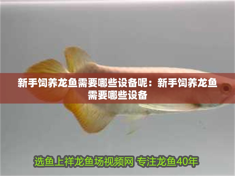 新手飼養(yǎng)龍魚需要哪些設(shè)備呢：新手飼養(yǎng)龍魚需要哪些設(shè)備