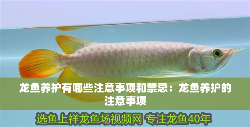 龍魚(yú)養(yǎng)護(hù)有哪些注意事項(xiàng)和禁忌：龍魚(yú)養(yǎng)護(hù)的注意事項(xiàng)