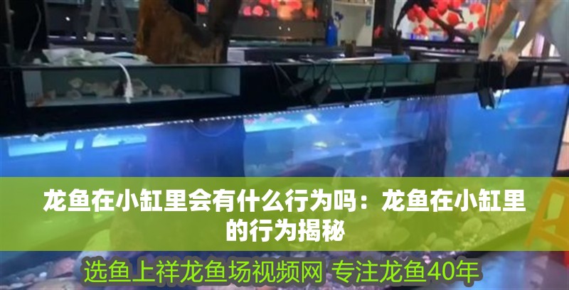 龍魚在小缸里會有什么行為嗎：龍魚在小缸里的行為揭秘