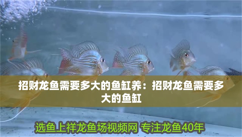 招財(cái)龍魚需要多大的魚缸養(yǎng)：招財(cái)龍魚需要多大的魚缸