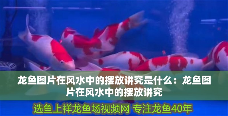 龍魚圖片在風水中的擺放講究是什么：龍魚圖片在風水中的擺放講究