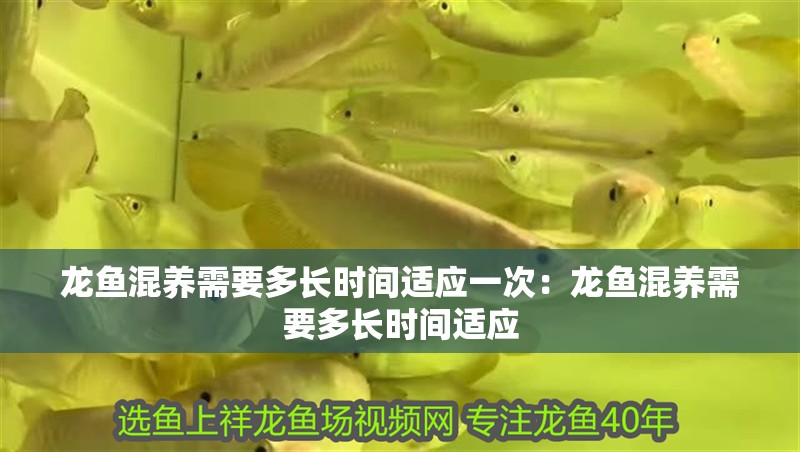 龍魚混養(yǎng)需要多長(zhǎng)時(shí)間適應(yīng)一次：龍魚混養(yǎng)需要多長(zhǎng)時(shí)間適應(yīng)