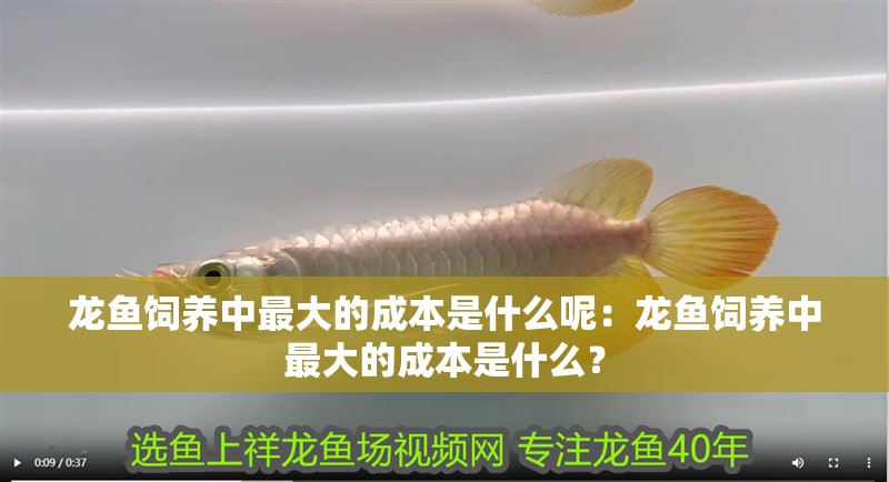 龍魚飼養中最大的成本是什么呢：龍魚飼養中最大的成本是什么？
