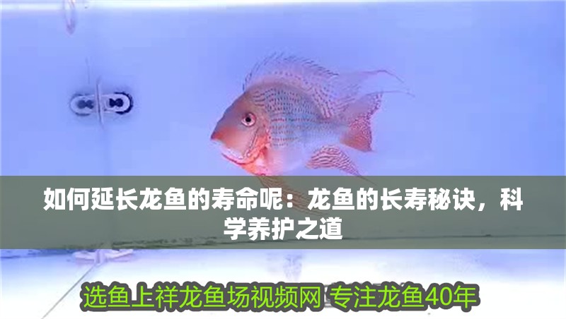 如何延長龍魚的壽命呢：龍魚的長壽秘訣，科學養護之道