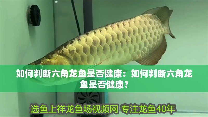 如何判斷六角龍魚(yú)是否健康：如何判斷六角龍魚(yú)是否健康？