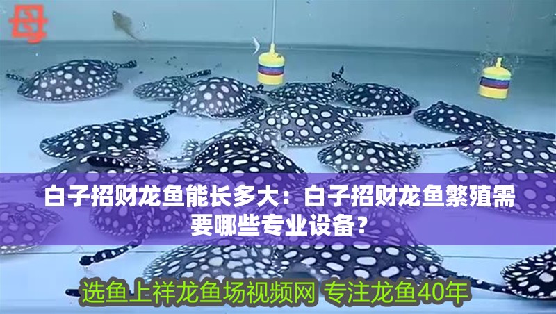 白子招財龍魚能長多大：白子招財龍魚繁殖需要哪些專業設備？
