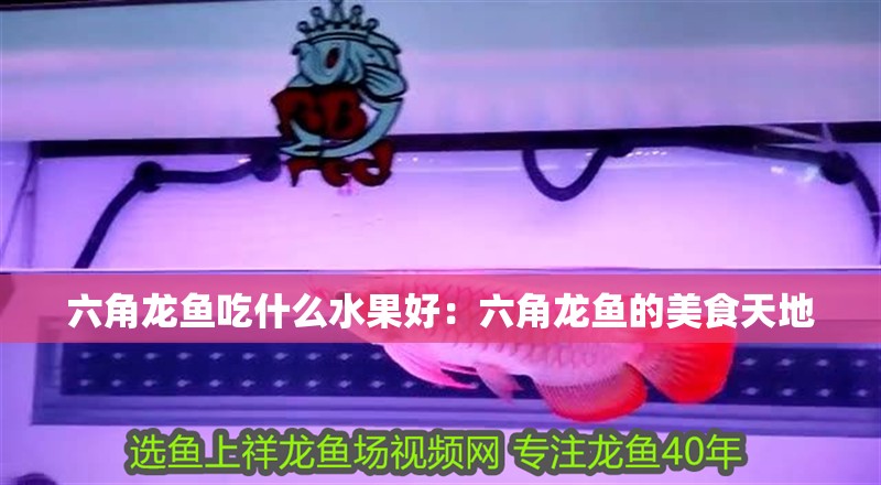 六角龍魚吃什么水果好：六角龍魚的美食天地
