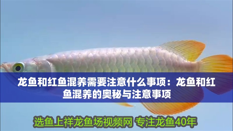 龍魚和紅魚混養需要注意什么事項：龍魚和紅魚混養的奧秘與注意事項