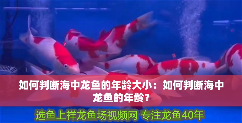 如何判斷海中龍魚的年齡大小：如何判斷海中龍魚的年齡？