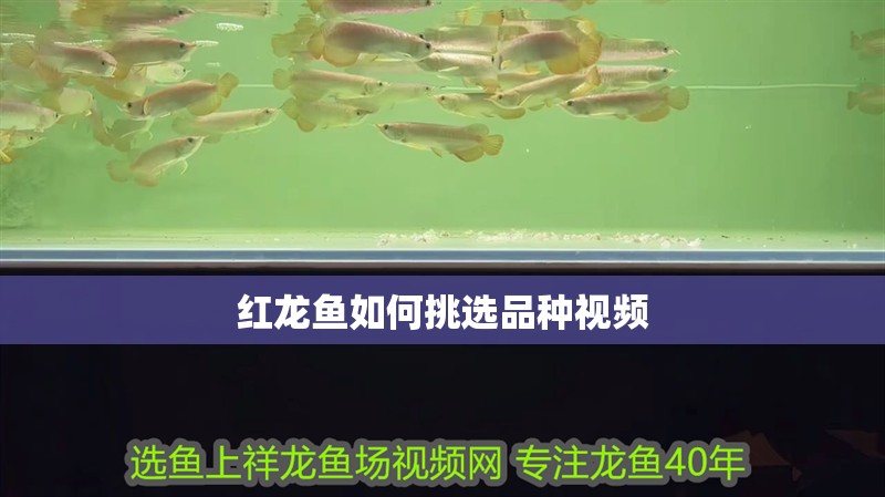 紅龍魚如何挑選品種視頻
