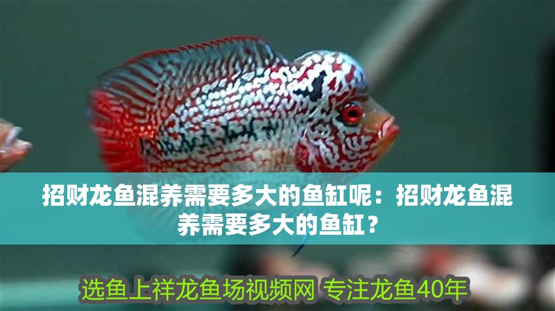 招財龍魚混養需要多大的魚缸呢：招財龍魚混養需要多大的魚缸？
