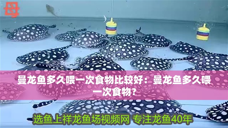 曼龍魚多久喂一次食物比較好：曼龍魚多久喂一次食物？