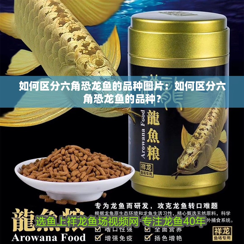 如何區分六角恐龍魚的品種圖片：如何區分六角恐龍魚的品種？