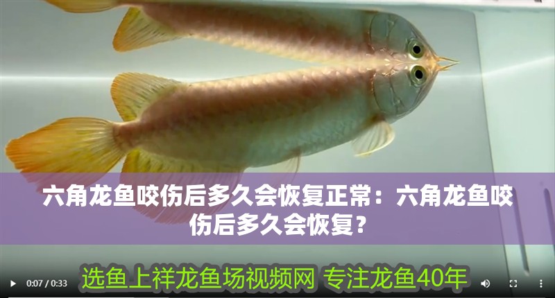 六角龍魚咬傷后多久會恢復正常：六角龍魚咬傷后多久會恢復？
