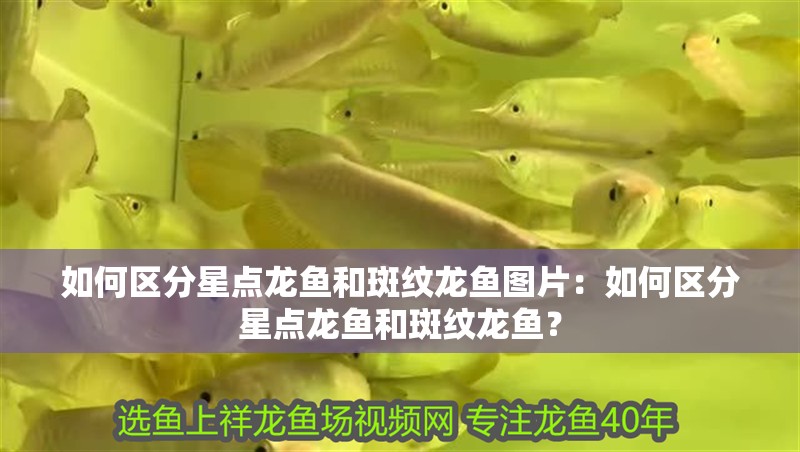 如何區分星點龍魚和斑紋龍魚圖片：如何區分星點龍魚和斑紋龍魚？