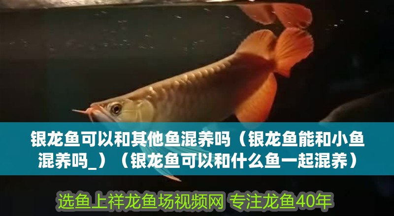 銀龍魚可以和其他魚混養嗎（銀龍魚能和小魚混養嗎_）（銀龍魚可以和什么魚一起混養） 銀龍魚可以和其他魚混養嗎（銀龍魚能和小魚混養嗎_）（銀龍魚可以和什么魚一起混養） 銀龍魚百科
