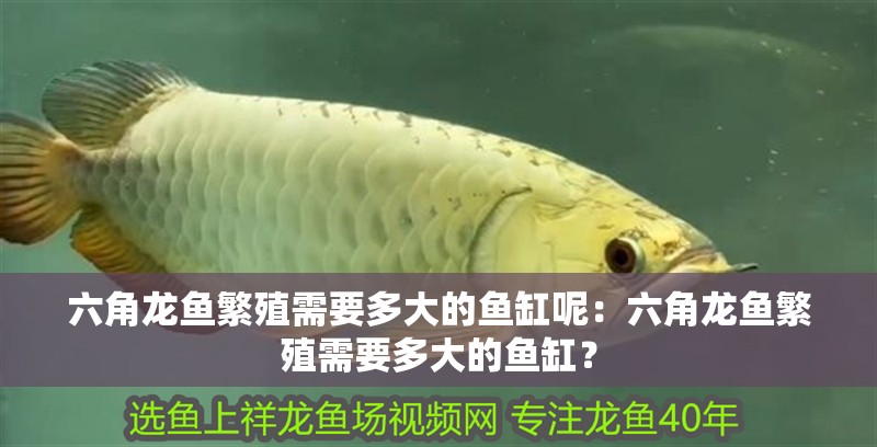 六角龍魚繁殖需要多大的魚缸呢：六角龍魚繁殖需要多大的魚缸？