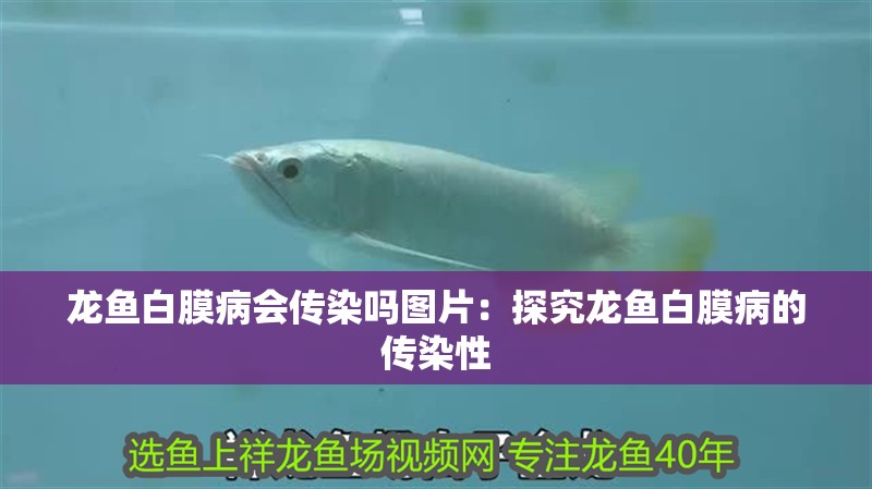 龍魚白膜病會傳染嗎圖片：探究龍魚白膜病的傳染性