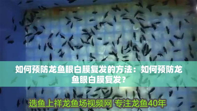 如何預防龍魚眼白膜復發的方法：如何預防龍魚眼白膜復發？