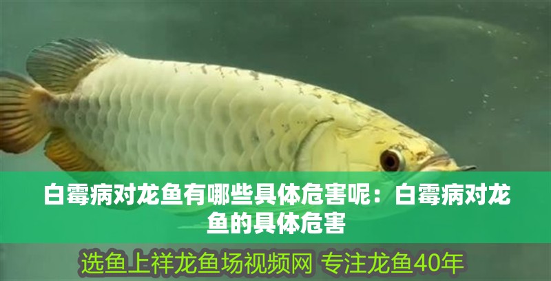 白霉病對龍魚有哪些具體危害呢：白霉病對龍魚的具體危害