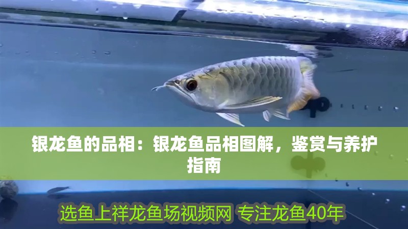銀龍魚的品相：銀龍魚品相圖解，鑒賞與養護指南 銀龍魚的品相：銀龍魚品相圖解，鑒賞與養護指南 水族問答