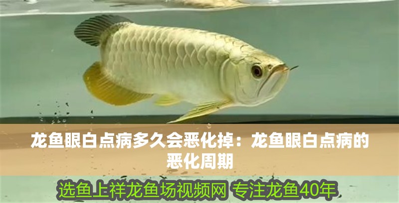 龍魚眼白點(diǎn)病多久會(huì)惡化掉：龍魚眼白點(diǎn)病的惡化周期