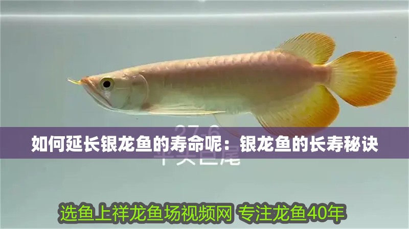如何延長銀龍魚的壽命呢：銀龍魚的長壽秘訣