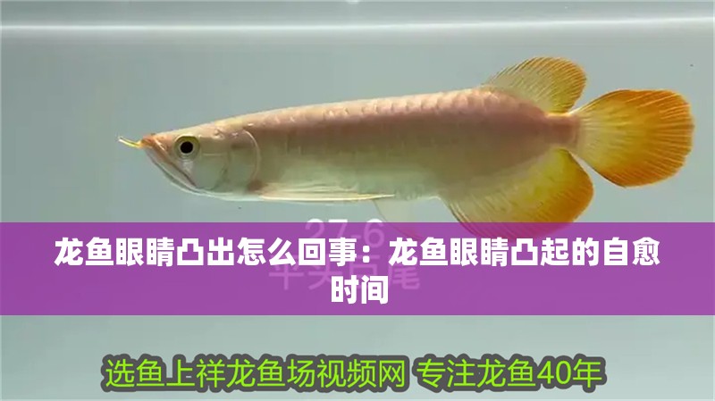 龍魚眼睛凸出怎么回事：龍魚眼睛凸起的自愈時間